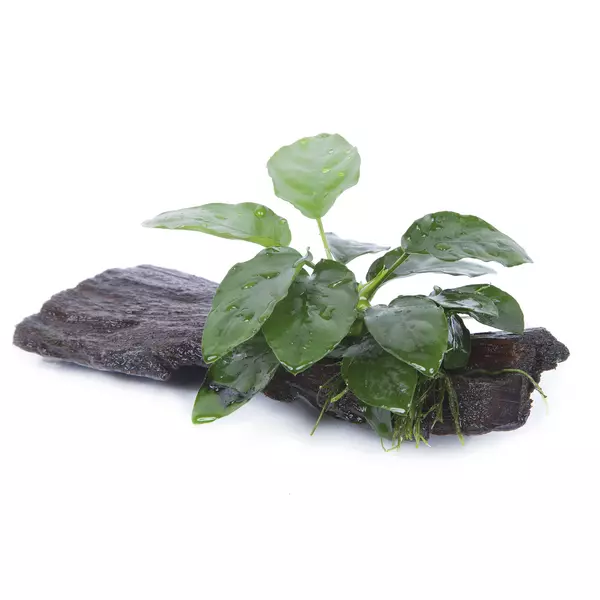 Zestaw dekoracyjny: Anubias barteri var. nana - TROPICA (na korzeniu)