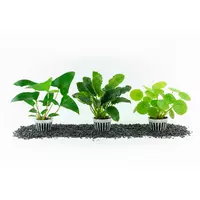 Zestaw kolekcjonerski: 3 oryginalne odmiany anubias�w