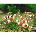 Zestaw mch�w do krewetkarium - du�y