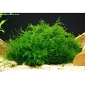 Zestaw mch�w do krewetkarium - du�y