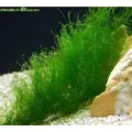 Zestaw mch�w do krewetkarium - du�y
