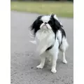 ZOLUX Oddychaj�ce szelki z siatki dla psa M czarne