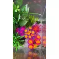 ZOLUX Ozdoba do akwarium FLOWERS 2 fioletowo pomara�czowa fluorescencyjna