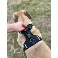 ZOLUX Pas samochodowy dla psa do szelek CLIP and GO L/XL
