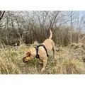 ZOLUX Pas samochodowy dla psa do szelek CLIP and GO L/XL