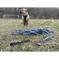 ZOLUX Pas samochodowy dla psa do szelek CLIP and GO M