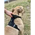 ZOLUX Pas samochodowy dla psa do szelek CLIP and GO M