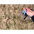 ZOLUX Pas samochodowy dla psa do szelek CLIP and GO M