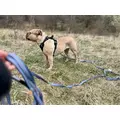 ZOLUX Pas samochodowy dla psa do szelek CLIP and GO M