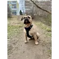 ZOLUX Pas samochodowy dla psa do szelek CLIP and GO M