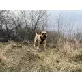 ZOLUX Pas samochodowy dla psa do szelek CLIP and GO M
