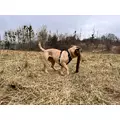 ZOLUX Pas samochodowy dla psa do szelek CLIP and GO M