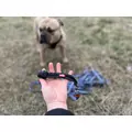ZOLUX Pas samochodowy dla psa do szelek CLIP and GO M