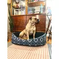 ZOLUX Poducha dla psa sleeper ONE SIRIUS 45cm