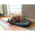 ZOLUX Poducha dla psa sleeper ONE SIRIUS 65cm