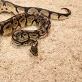 Zoomed Aspen Snake [26l] - pod�o�e dla w�y